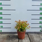 Tavoľník japonský (Spiraea japonica) ´GOLDFLAME´ - výška 10-20 cm, ⌀ 10-20 cm, kont. C2L
